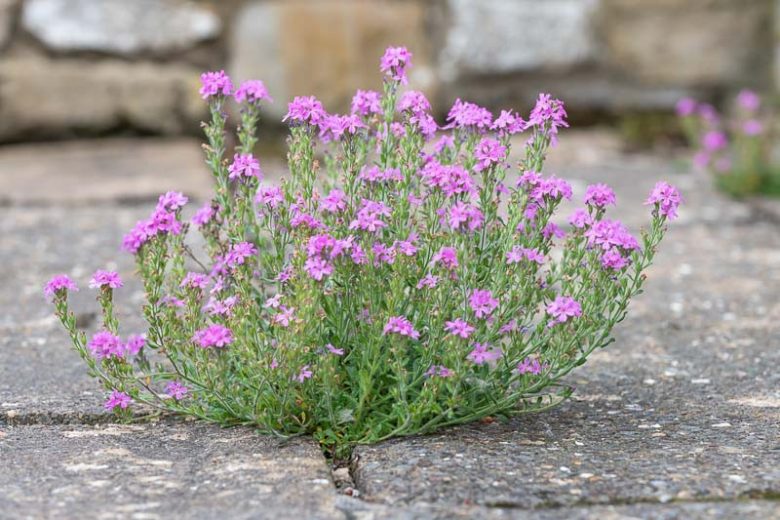 Erinus alpinus, Alpine Balsam, Fairy Foxglove, Jewel Flower, Liver Balsam, Pink Flowers, Purple Flowers