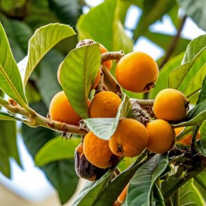 Eriobotrya japonica, Japanese Loquat, Japanese Medlar, Japanese Plum, Nispero, Evergreen Tree, Fruit Tree