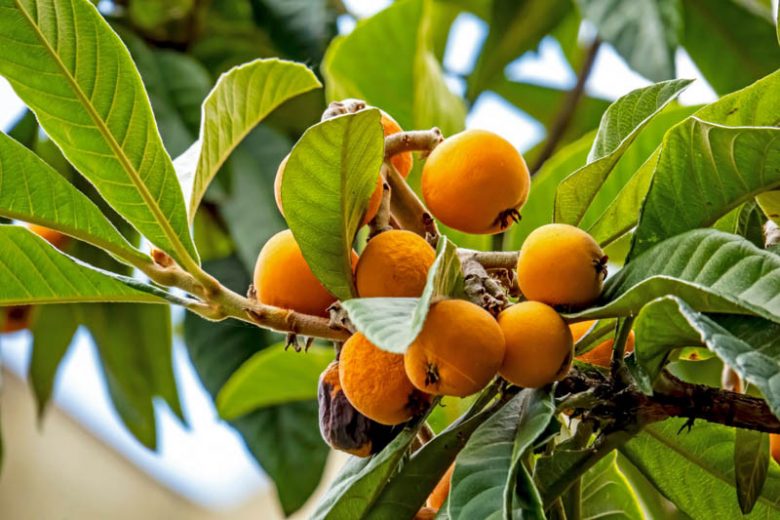Eriobotrya japonica, Japanese Loquat, Japanese Medlar, Japanese Plum, Nispero, Evergreen Tree, Fruit Tree