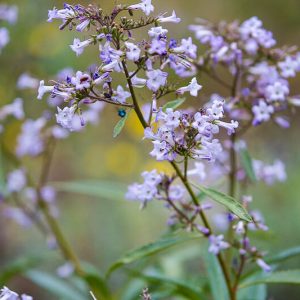Eriodictyon californicum, California Yerba Santa, evergreen shrub, California Native Plant, California Native Shrub,