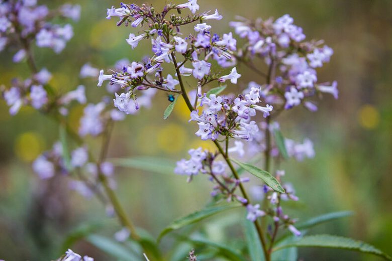 Eriodictyon californicum, California Yerba Santa, evergreen shrub, California Native Plant, California Native Shrub,