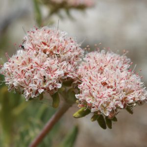 Eriogonum arborescens,  Santa Cruz Island Buckwheat, Santa Cruz Island Wild Buckwheat
