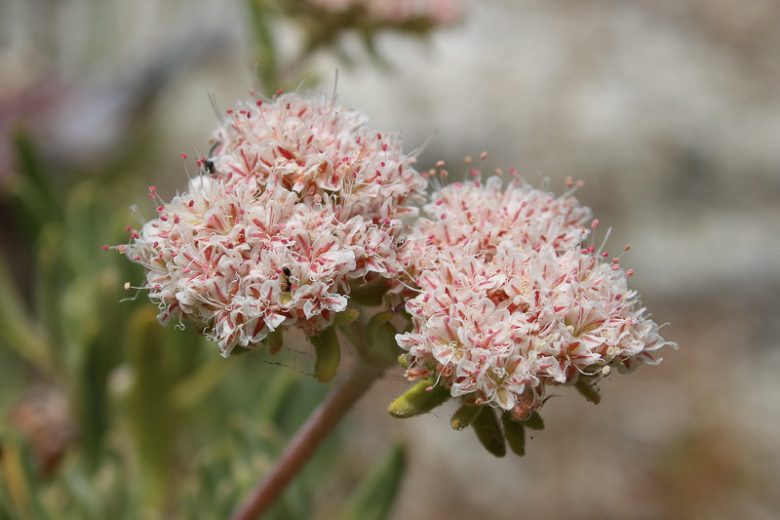 Eriogonum arborescens,  Santa Cruz Island Buckwheat, Santa Cruz Island Wild Buckwheat