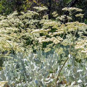 Eriogonum giganteum,  St. Catherine's Lace, California Native Plant, Evergreen Shrub