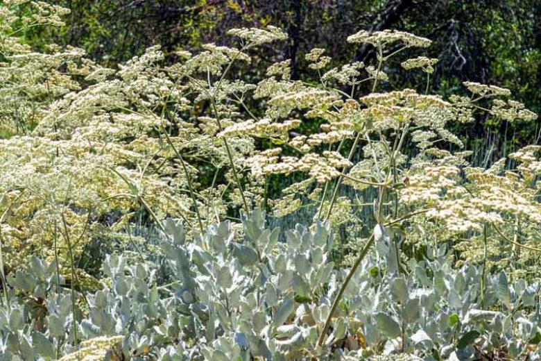 Eriogonum giganteum,  St. Catherine's Lace, California Native Plant, Evergreen Shrub
