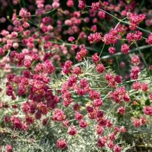Eriogonum grande var. rubescens,  San Miguel Island Buckwheat, Redflower Pacific Island Wild Buckwheat , Redflower Buckwheat, Large Redflower Buckwheat, California Native Plant, Drought Tolerant Plants