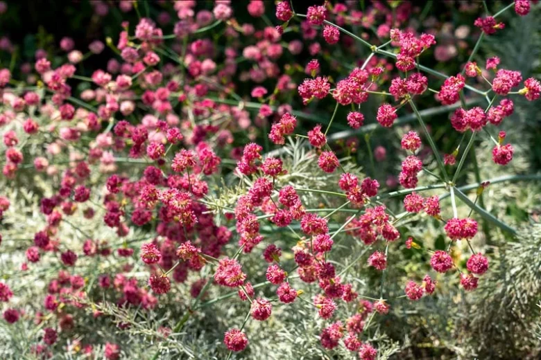 Eriogonum grande var. rubescens,  San Miguel Island Buckwheat, Redflower Pacific Island Wild Buckwheat , Redflower Buckwheat, Large Redflower Buckwheat, California Native Plant, Drought Tolerant Plants