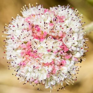 Eriogonum latifolium,  Seaside Buckwheat, Coast Buckwheat, Wild Buckwheat, California Native Plants, Oregon Native Plants, California Native Perennials, Oregon Native Perennials