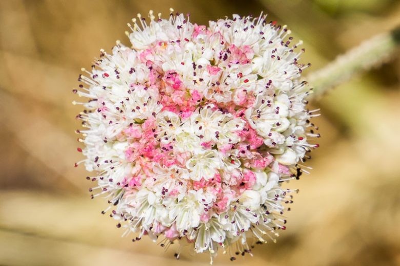 Eriogonum latifolium,  Seaside Buckwheat, Coast Buckwheat, Wild Buckwheat, California Native Plants, Oregon Native Plants, California Native Perennials, Oregon Native Perennials