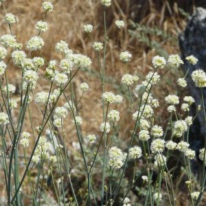 Eriogonum nudum,  Naked Buckwheat, Nude Buckwheat, Coast Buckwheat, Seaside Buckwheat, California Native Plants, Oregon Native Plants, California Native Perennials, Oregon Native Perennials