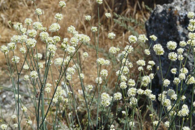 Eriogonum nudum,  Naked Buckwheat, Nude Buckwheat, Coast Buckwheat, Seaside Buckwheat, California Native Plants, Oregon Native Plants, California Native Perennials, Oregon Native Perennials