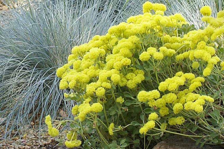 Eriogonum umbellatum,  Sulphur-Flower Buckwheat, Sulphur-Flower Wild Buckwheat, Sulphur Buckwheat, Sulphur Flower, Yellow Buckwheat