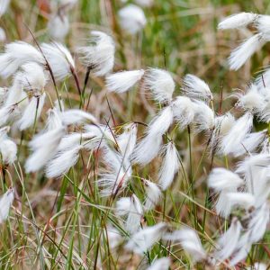 Eriophorum angustifolium, Tall Cottongrass, Eriophorum polystachion, Scirpus angustifolius, Aquatic Plants, Aquatic Grasses, Pond Plants, Pond Grasses