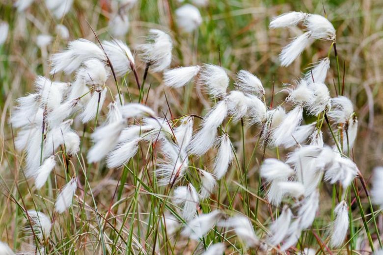 Eriophorum angustifolium, Tall Cottongrass, Eriophorum polystachion, Scirpus angustifolius, Aquatic Plants, Aquatic Grasses, Pond Plants, Pond Grasses