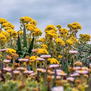 Eriophyllum confertiflorum, Golden Yarrow, Yellow Yarrow, yellow flowers