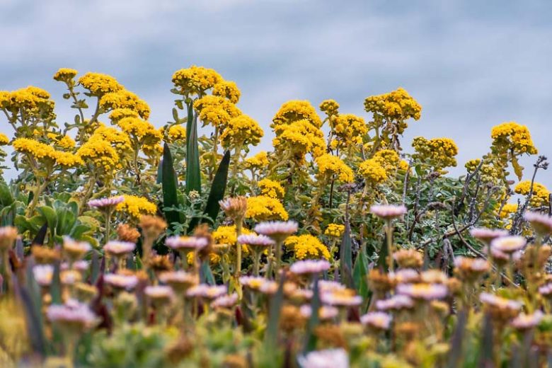 Eriophyllum confertiflorum, Golden Yarrow, Yellow Yarrow, yellow flowers