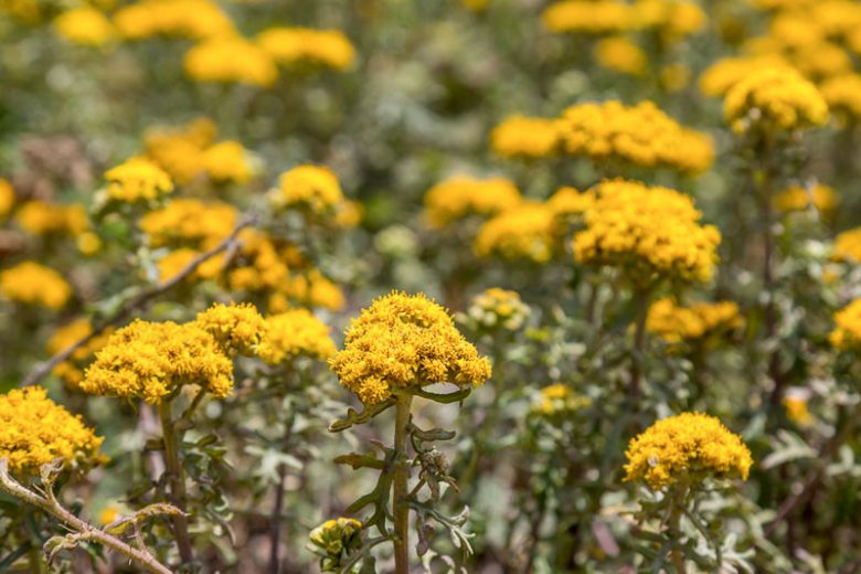 Eriophyllum staechadifolium, Seaside Woolly Sunflower, Lizard Tail, Yellow Flowers, Yellow Perennial, California Native Plants, California Native Perennials
