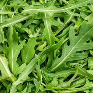 Arugula, Rocket, Garden Rocket, Roquette, Eruca, Ruchetta, Rucola, Rucoli, Rugula, Colewort, Eruca sativa, Eruca vesicaria subsp. sativa, Brassica eruca
