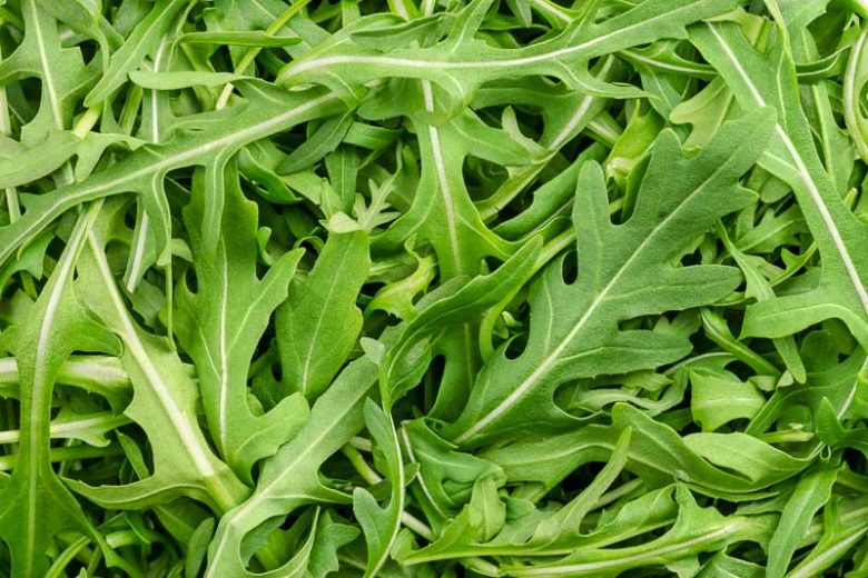 Arugula, Rocket, Garden Rocket, Roquette, Eruca, Ruchetta, Rucola, Rucoli, Rugula, Colewort, Eruca sativa, Eruca vesicaria subsp. sativa, Brassica eruca
