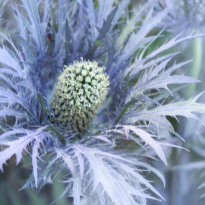 Eryngium alpinum, Alpine Sea Holly, Alpine Eryngo, Blue flowers, Blue perennials