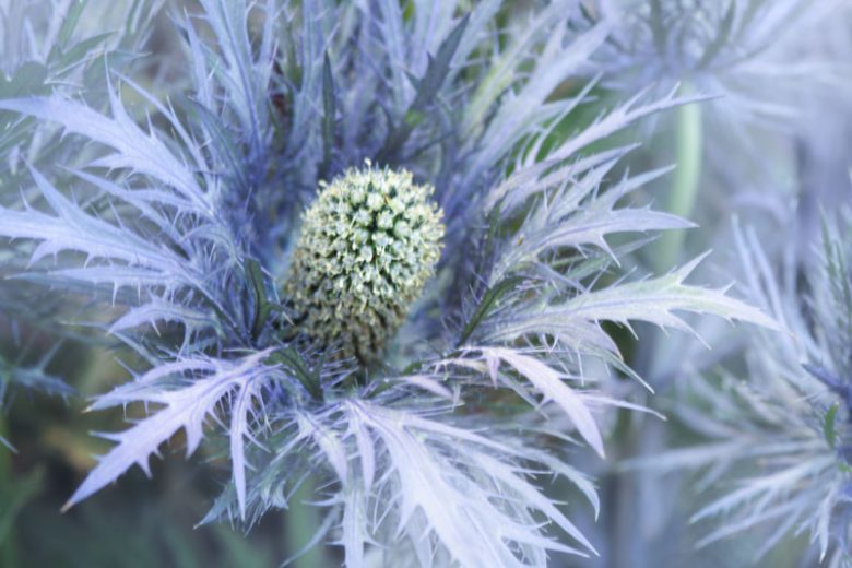 Eryngium alpinum, Alpine Sea Holly, Alpine Eryngo, Blue flowers, Blue perennials