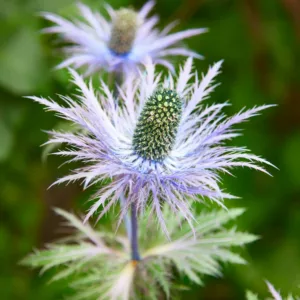Eryngium alpinum 'Blue Star', Alpine Sea Holly 'Blue Star', Alpine Eryngo 'Blue Star', Blue flowers, Blue perennials