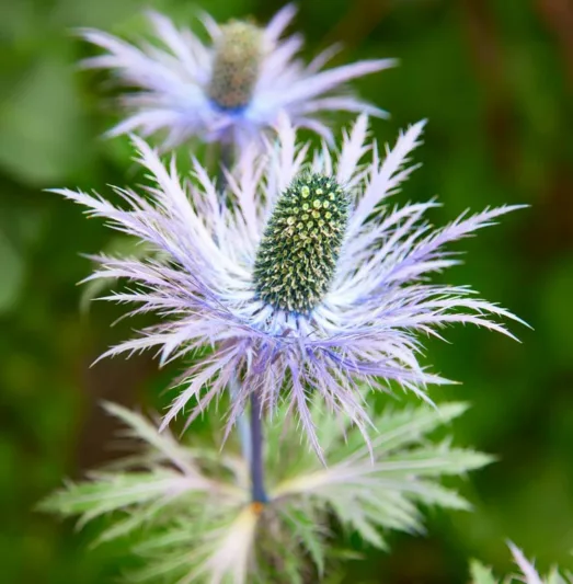 Eryngium alpinum 'Blue Star', Alpine Sea Holly 'Blue Star', Alpine Eryngo 'Blue Star', Blue flowers, Blue perennials