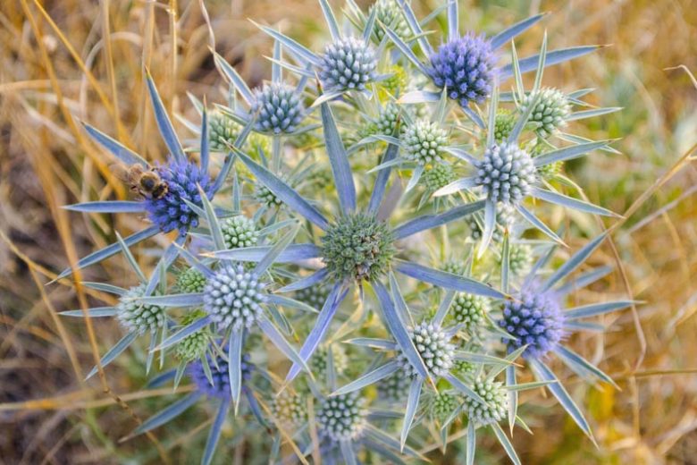 Eryngium amethystinum, Amethyst Sea Holly, Amethyst Eryngo, Italian Eryngo, Blue flowers, Blue perennials