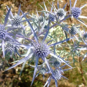 Eryngium Bourgatii 'Picos Amethyst', Mediterranean Sea Holly 'Picos Amethyst', Bourgati's Eryngo 'Picos Amethyst', Dry soils plants, Sandy soils plants, Blue flowers, Blue perennials