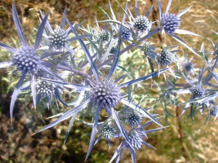 Eryngium Bourgatii 'Picos Amethyst', Mediterranean Sea Holly 'Picos Amethyst', Bourgati's Eryngo 'Picos Amethyst', Dry soils plants, Sandy soils plants, Blue flowers, Blue perennials