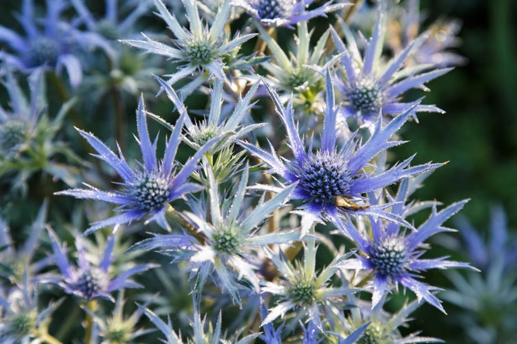Eryngium Bourgatii 'Picos Blue', Mediterranean Sea Holly 'Picos Blue', Bourgati's Eryngo 'Picos Blue', Dry soils plants, Sandy soils plants, Blue flowers, Blue perennials