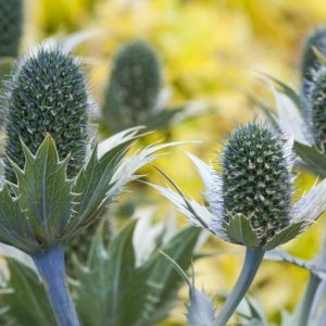 Eryngium Giganteum', Miss Willmott's Ghost, Giant Sea Holly, Tall Eryngo, Eryngium Oliverianum 'Willmott's Ghost', Dry soils plants, Blue flowers, silver perennials