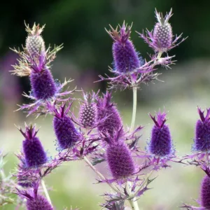 Eryngium leavenworthii, Leavenworth's Eryngo, Eryngo, False Purple Thistle, Purple flowers, Purple perennials