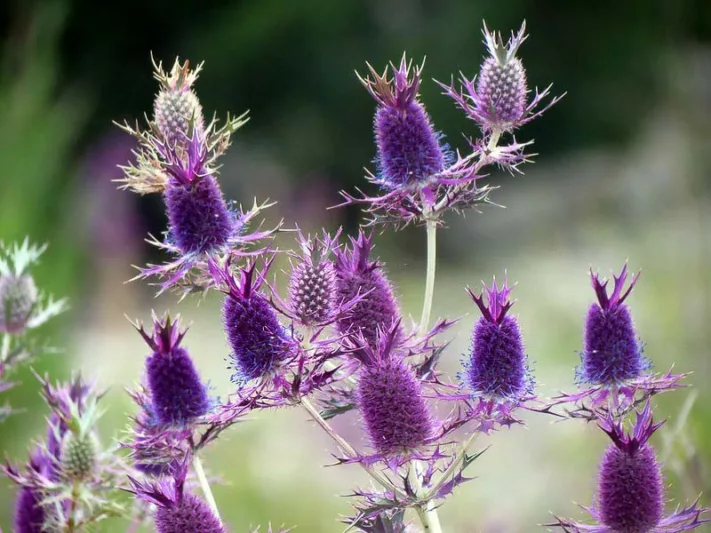 Eryngium leavenworthii, Leavenworth's Eryngo, Eryngo, False Purple Thistle, Purple flowers, Purple perennials