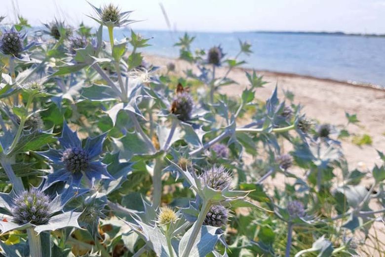 Eryngium maritimum, Sea Holly, Sea Eryngo, See Eryngium, Sea Holm, Semi-Evergreen Perennials, Blue flowers, Blue perennials