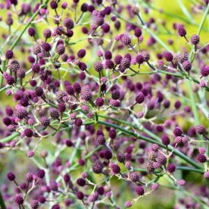 Eryngium pandanifolium, Giant Sea Holly, Giant Eryngo, Purple flowers, Purple perennials