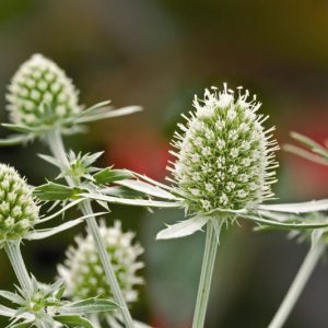 Eryngium Planum 'White Glitter', Blue Eryngo 'White Glitter', Flat Sea Holly 'White Glitter', Eryngium 'White Glitter', Sea Holly 'White Glitter', False Sea Holly 'White Glitter', White flowers, White perennials