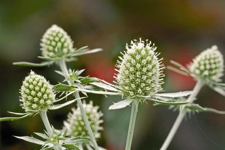 Eryngium Planum 'White Glitter', Blue Eryngo 'White Glitter', Flat Sea Holly 'White Glitter', Eryngium 'White Glitter', Sea Holly 'White Glitter', False Sea Holly 'White Glitter', White flowers, White perennials