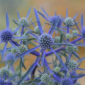Eryngium Planum 'Blue Cap', Blue Eryngo 'Blue Cap', Flat Sea Holly 'Blue Cap', Eryngium 'Blue Cap', Sea Holly 'Blue Cap', False Sea Holly ' Blue Cap', Eryngium planum 'Blaukappe', Blue flowers, Blue perennials