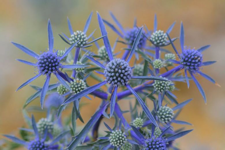 Eryngium Planum 'Blue Cap', Blue Eryngo 'Blue Cap', Flat Sea Holly 'Blue Cap', Eryngium 'Blue Cap', Sea Holly 'Blue Cap', False Sea Holly ' Blue Cap', Eryngium planum 'Blaukappe', Blue flowers, Blue perennials