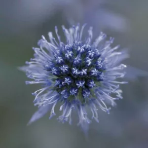 Eryngium Planum 'Blue Glitter', Blue Eryngo 'Blue Glitter', Flat Sea Holly 'Blue Glitter', Eryngium 'Blue Glitter', Sea Holly 'Blue Glitter', False Sea Holly 'Blue Glitter', Blue flowers, Blue perennials