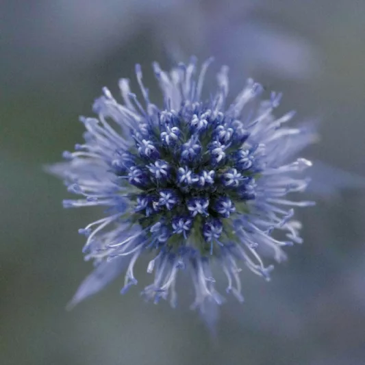 Eryngium Planum 'Blue Glitter', Blue Eryngo 'Blue Glitter', Flat Sea Holly 'Blue Glitter', Eryngium 'Blue Glitter', Sea Holly 'Blue Glitter', False Sea Holly 'Blue Glitter', Blue flowers, Blue perennials