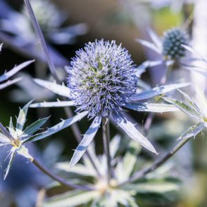 Eryngium Planum 'Blue Hobbit', Blue Eryngo 'Blue Hobbit', Flat Sea Holly 'Blue Hobbit', Eryngium 'Blue Hobbit', Sea Holly 'Blue Hobbit' , Dry soils plants, Sandy soils plants, Blue flowers, Blue perennials