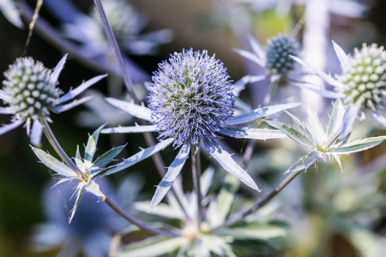 Eryngium Planum 'Blue Hobbit', Blue Eryngo 'Blue Hobbit', Flat Sea Holly 'Blue Hobbit', Eryngium 'Blue Hobbit', Sea Holly 'Blue Hobbit' , Dry soils plants, Sandy soils plants, Blue flowers, Blue perennials