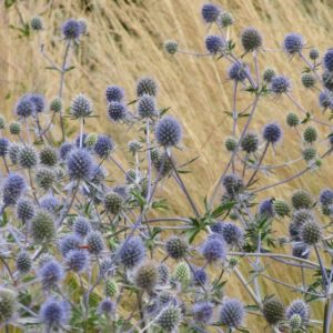 Eryngium x tripartitum, Tripartite Sea Holly, Tripartite Eryngo, Blue flowers, Blue perennials