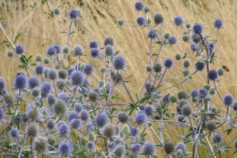Eryngium x tripartitum, Tripartite Sea Holly, Tripartite Eryngo, Blue flowers, Blue perennials