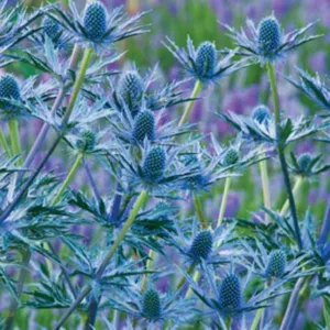 Zabel Sea Holly 'Big Blue', Sea Holly 'Big Blue', Eryngium zabelii Big blue information,  Sea Holly Big Blue information, Dry soils plants, Sandy soils plants, Blue flowers, Blue perennials