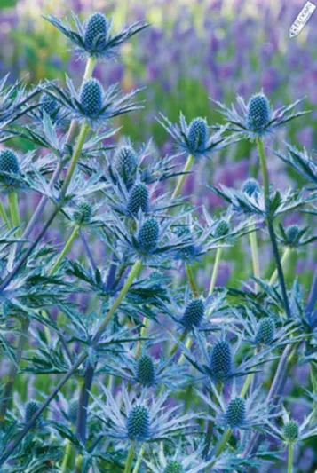 Zabel Sea Holly 'Big Blue', Sea Holly 'Big Blue', Eryngium zabelii Big blue information,  Sea Holly Big Blue information, Dry soils plants, Sandy soils plants, Blue flowers, Blue perennials