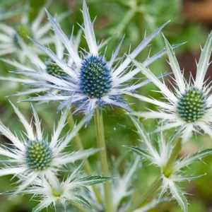 Eryngium x Zabelii 'Jos Eijking', Zabel Sea Holly 'Jos Eijking', Sea Holly 'Jos Eijking', Dry soils plants, Sandy soils plants, Blue flowers, Blue perennials