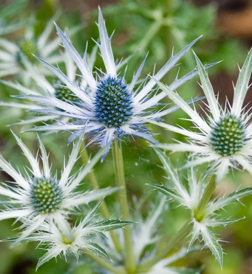 Eryngium x Zabelii 'Jos Eijking', Zabel Sea Holly 'Jos Eijking', Sea Holly 'Jos Eijking', Dry soils plants, Sandy soils plants, Blue flowers, Blue perennials